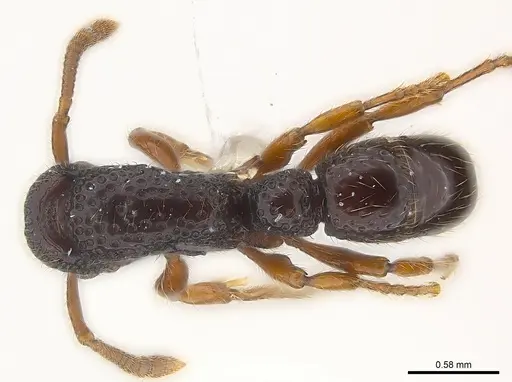 Stictoponera chapmani specimen