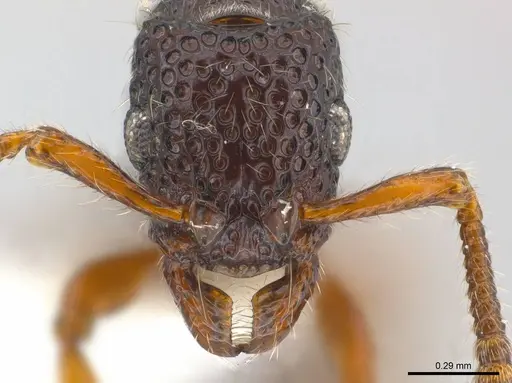 Stictoponera chapmani specimen