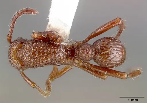 Stictoponera coxalis specimen