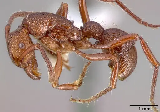 Stictoponera coxalis specimen