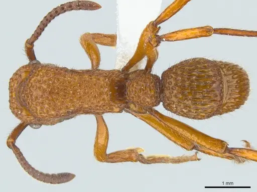 Stictoponera coxalis - CASENT0179980