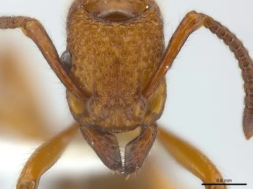 Stictoponera coxalis - CASENT0179980