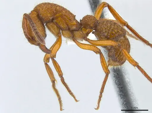 Stictoponera coxalis - CASENT0179980