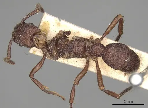 Stictoponera coxalis - CASENT0281842