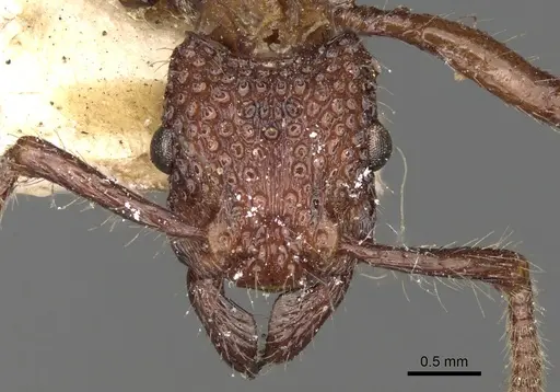 Stictoponera coxalis - CASENT0281842