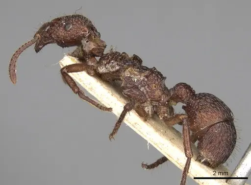 Stictoponera coxalis - CASENT0281842