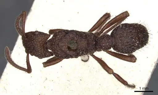 Stictoponera coxalis - CASENT0901369