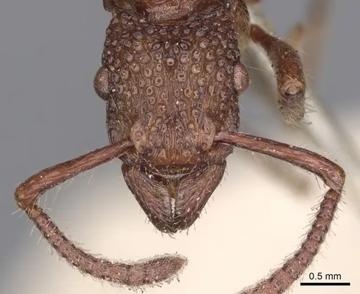 Stictoponera coxalis - CASENT0901369