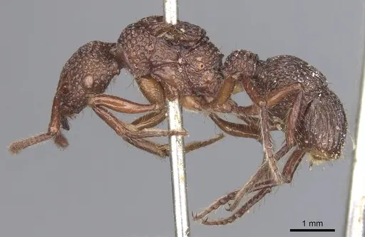 Stictoponera coxalis - CASENT0901369