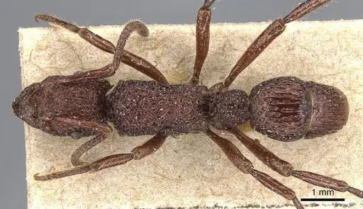 Stictoponera coxalis - CASENT0903850