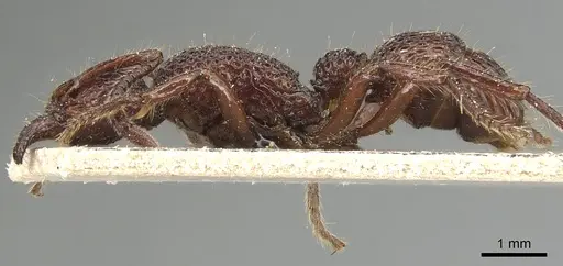 Stictoponera coxalis - CASENT0903850