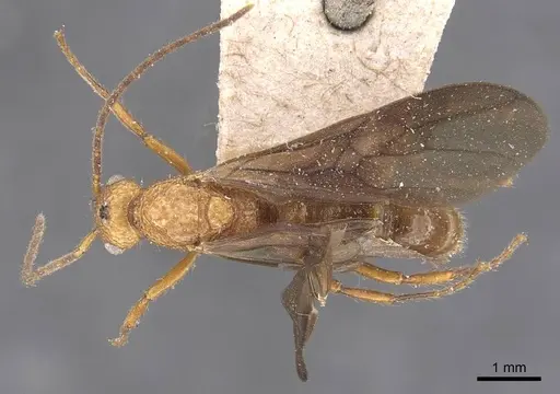 Stictoponera coxalis - CASENT0907197