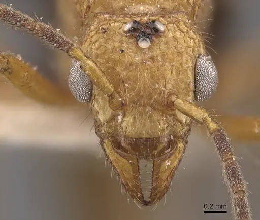 Stictoponera coxalis - CASENT0907197