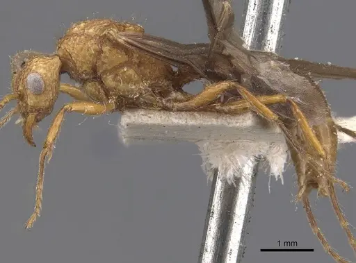 Stictoponera coxalis - CASENT0907197