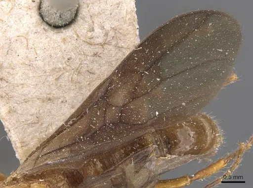 Stictoponera coxalis - CASENT0907197