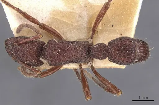 Stictoponera coxalis - CASENT0907198