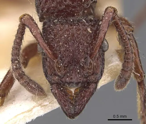 Stictoponera coxalis - CASENT0907198