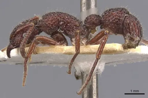 Stictoponera coxalis - CASENT0907198