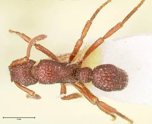 Stictoponera coxalis - FOCOL0868