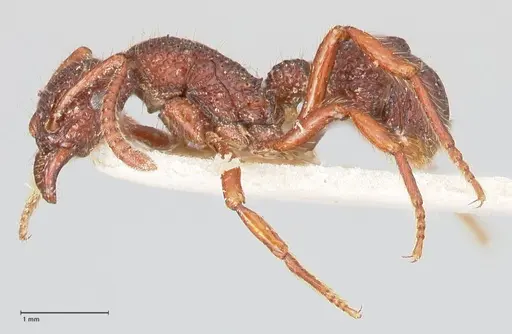 Stictoponera coxalis - FOCOL0868