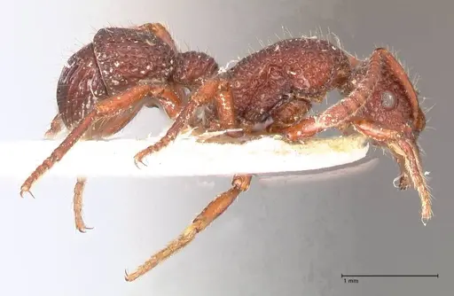 Stictoponera coxalis - FOCOL0868