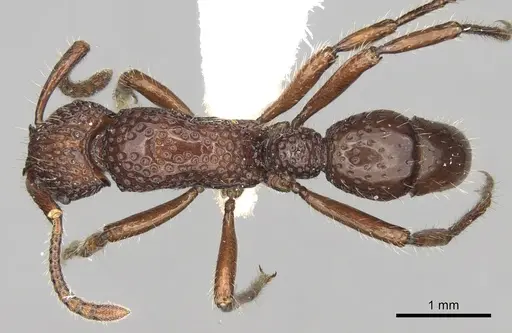 Stictoponera crassicornis specimen