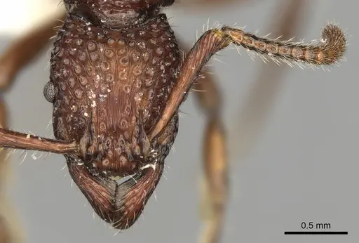 Stictoponera crassicornis specimen