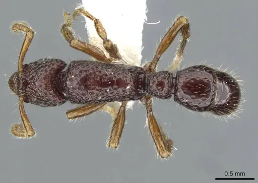 Stictoponera delta specimen