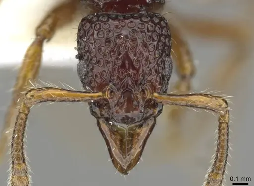 Stictoponera delta specimen