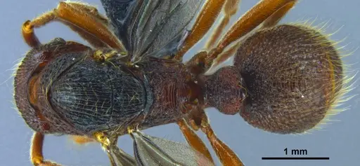 Stictoponera dentihumera specimen