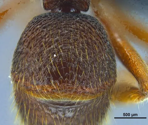 Stictoponera dentihumera specimen