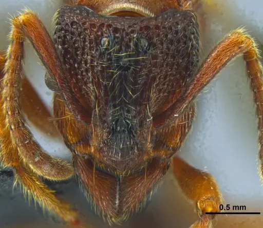 Stictoponera dentihumera specimen