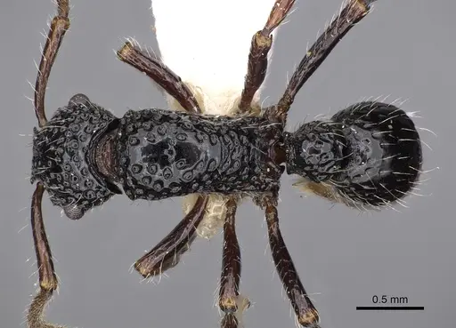 Stictoponera fontana specimen