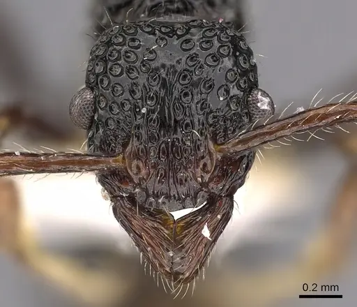 Stictoponera fontana specimen