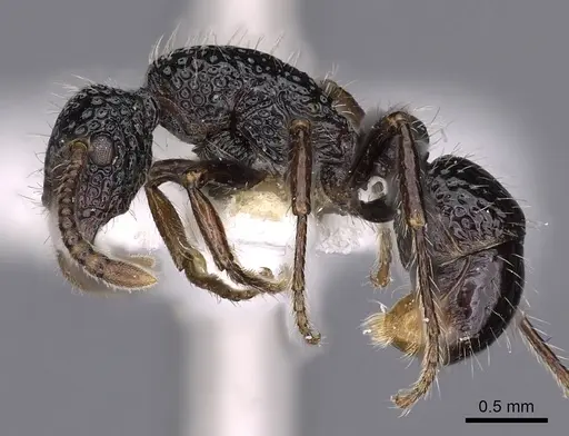 Stictoponera fontana specimen