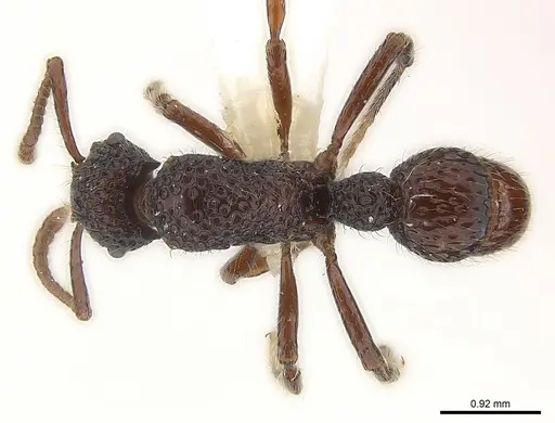 Stictoponera gabata specimen