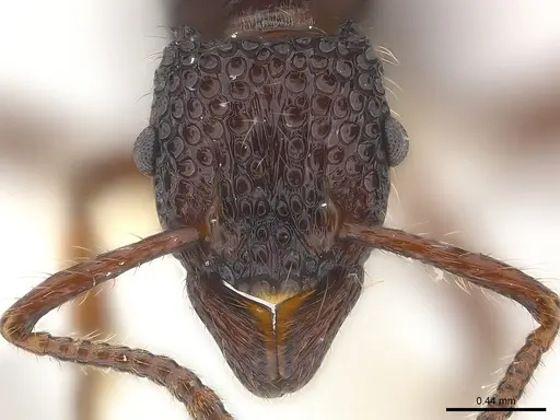 Stictoponera gabata specimen