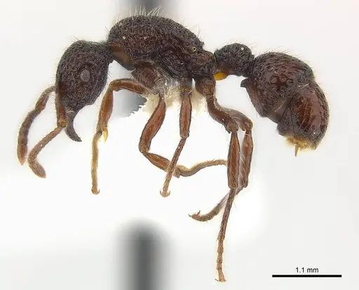 Stictoponera gabata specimen