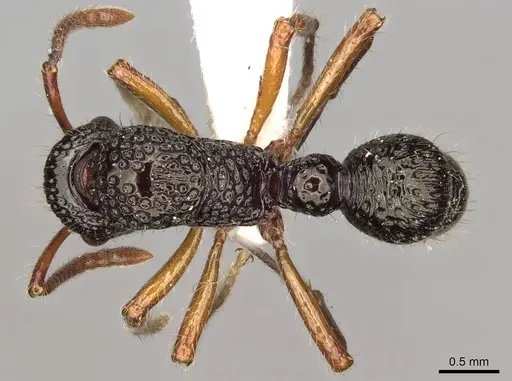 Stictoponera grammodes specimen