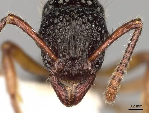 Stictoponera grammodes specimen