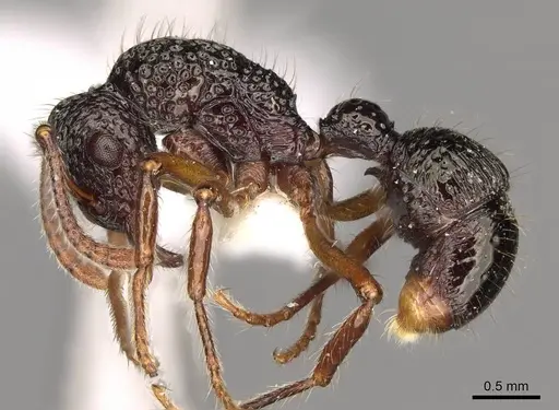 Stictoponera grammodes specimen