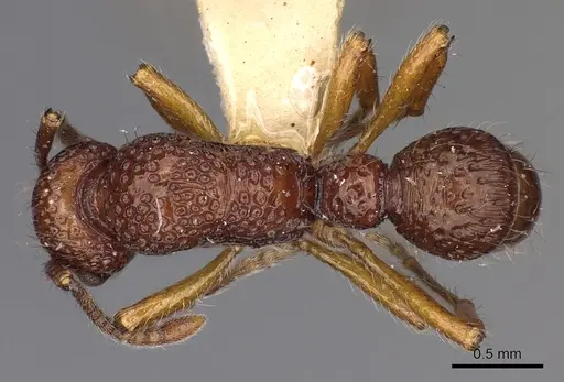 Stictoponera grammodes - CASENT0900561