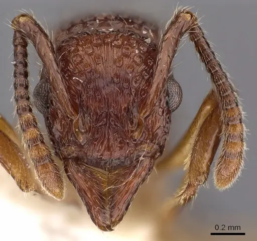 Stictoponera grammodes - CASENT0900561