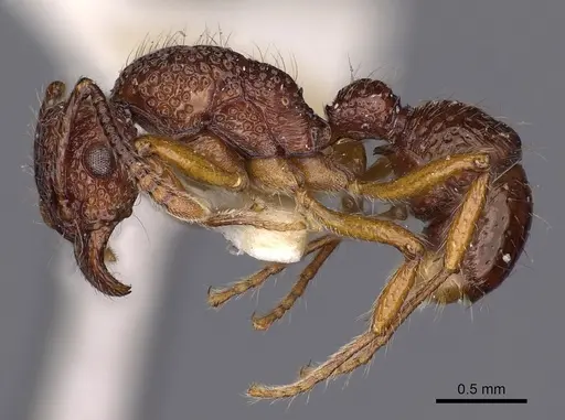 Stictoponera grammodes - CASENT0900561