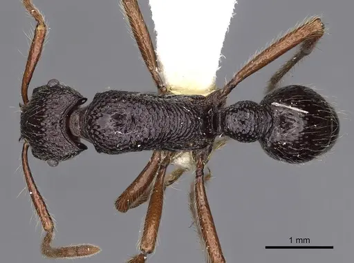 Stictoponera helisa specimen