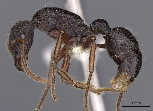 Stictoponera helisa specimen