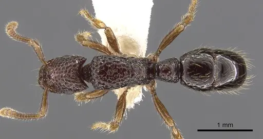 Stictoponera lacunosa specimen