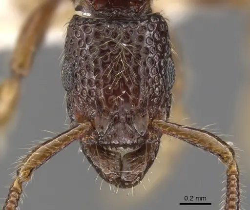 Stictoponera lacunosa specimen