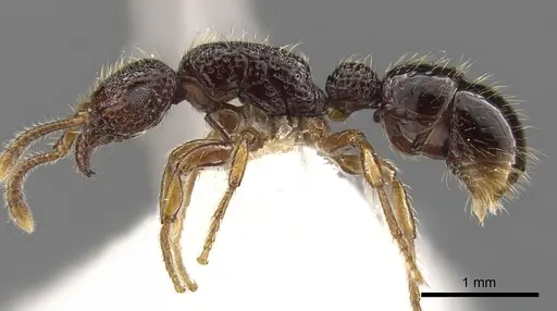 Stictoponera lacunosa specimen