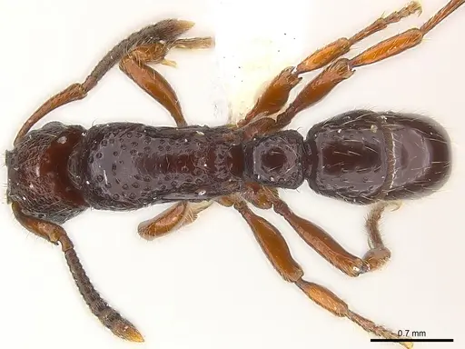 Stictoponera laevior specimen